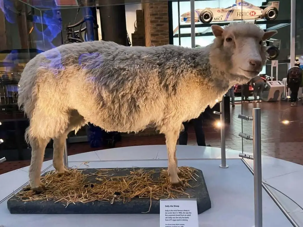 Dolly the Sheep